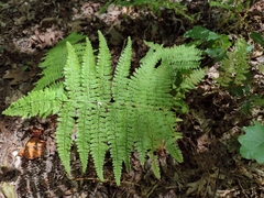 Athyrium filix-femina