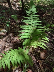 Athyrium filix-femina