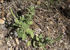 Verbena lasiostachys