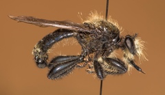 Laphria divisor