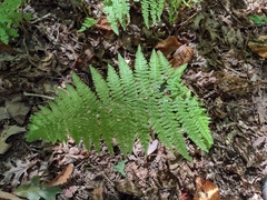 Athyrium filix-femina