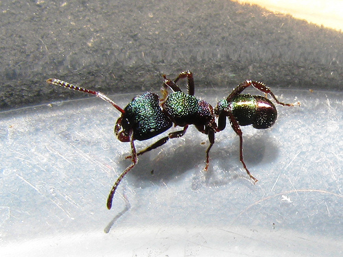 Green-head Ant (Rhytidoponera metallica) · iNaturalist