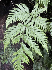 Tectaria gaudichaudii