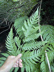 Tectaria gaudichaudii