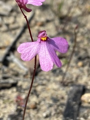 Utricularia multifida