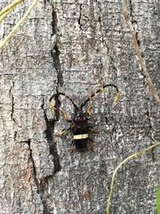 Trachyderes succinctus