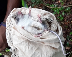 Ototylomys phyllotis