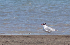 Ichthyaetus ichthyaetus