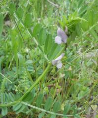 Vicia peregrina
