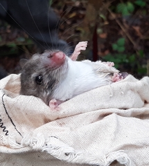 Ototylomys phyllotis