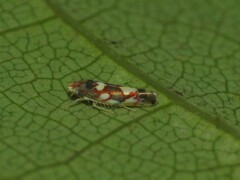 Erythroneura elegans