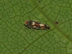 Erythroneura elegans