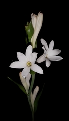 Polianthes tuberosa
