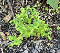 Euphorbia peplus