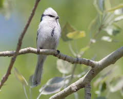 Cyanistes cyanus