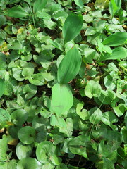 Convallaria keiskei