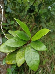 Ficus diandra