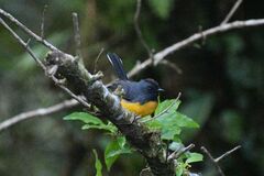 Myioborus miniatus