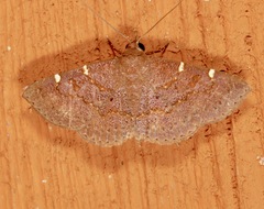 Antiblemma perva