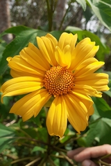 Tithonia diversifolia