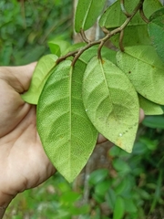 Ficus diandra