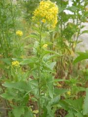 Brassicaceae