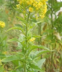 Brassicaceae