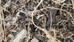 Diamma bicolor