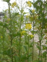 Brassicaceae