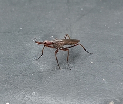 Neriidae