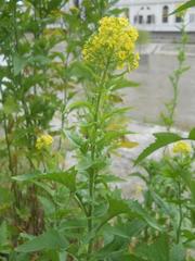 Brassicaceae