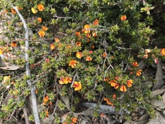 Pultenaea procumbens