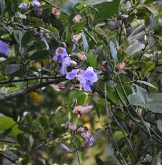 Thunbergia