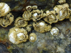 Semibalanus balanoides