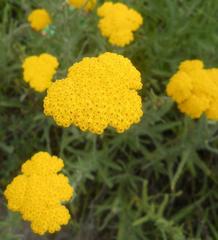 Achillea