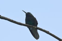 Microchera cupreiceps