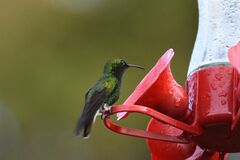 Microchera cupreiceps