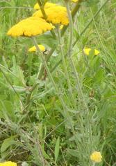 Achillea