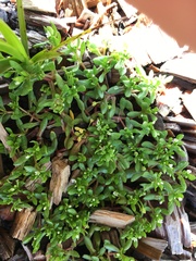Crassula decumbens