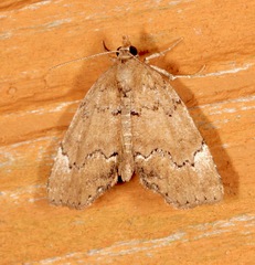 Cutina aluticolor