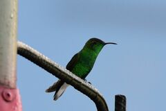 Microchera cupreiceps