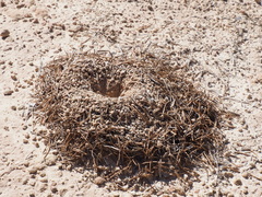 Myrmecocystus mexicanus