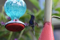 Campylopterus hemileucurus