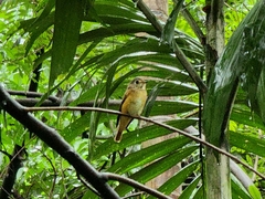 Muscicapa ferruginea