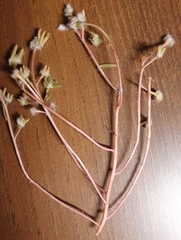Portulaca halimoides