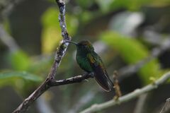 Microchera cupreiceps