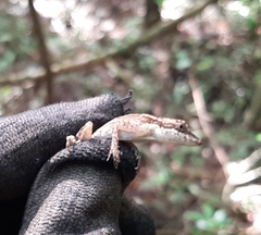 Anolis rodriguezii