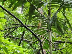 Muscicapa ferruginea