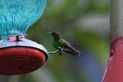 Microchera cupreiceps