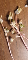 Portulaca halimoides